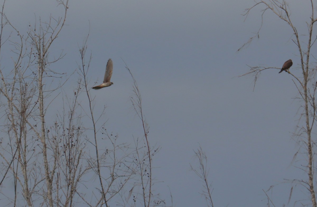 Боривітер американський - ML645762924