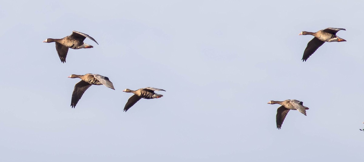 Greater White-fronted Goose - ML645762926