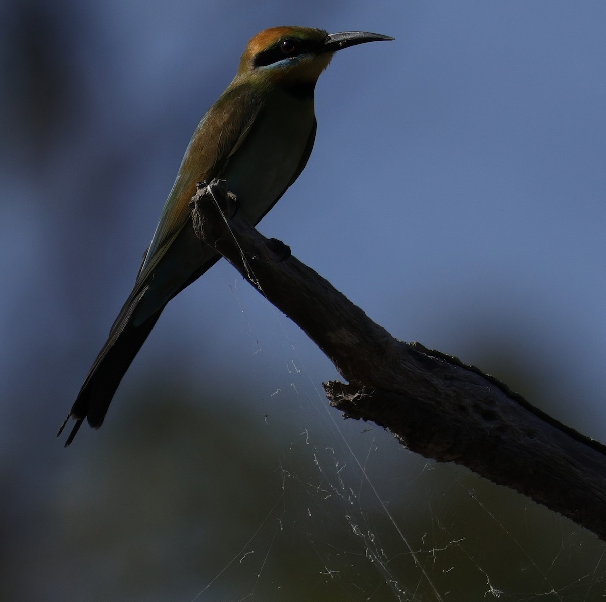 Rainbow Bee-eater - ML645762933