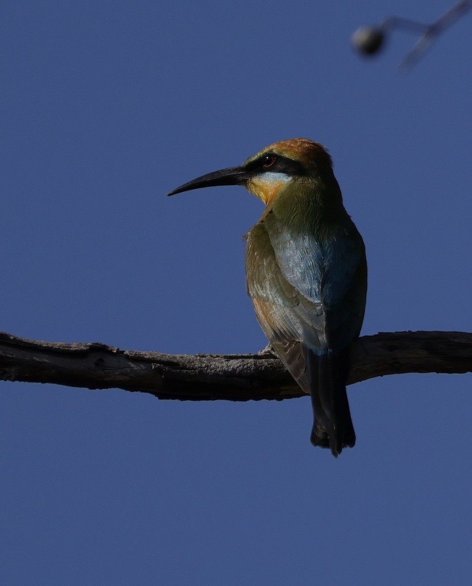 Rainbow Bee-eater - ML645762934