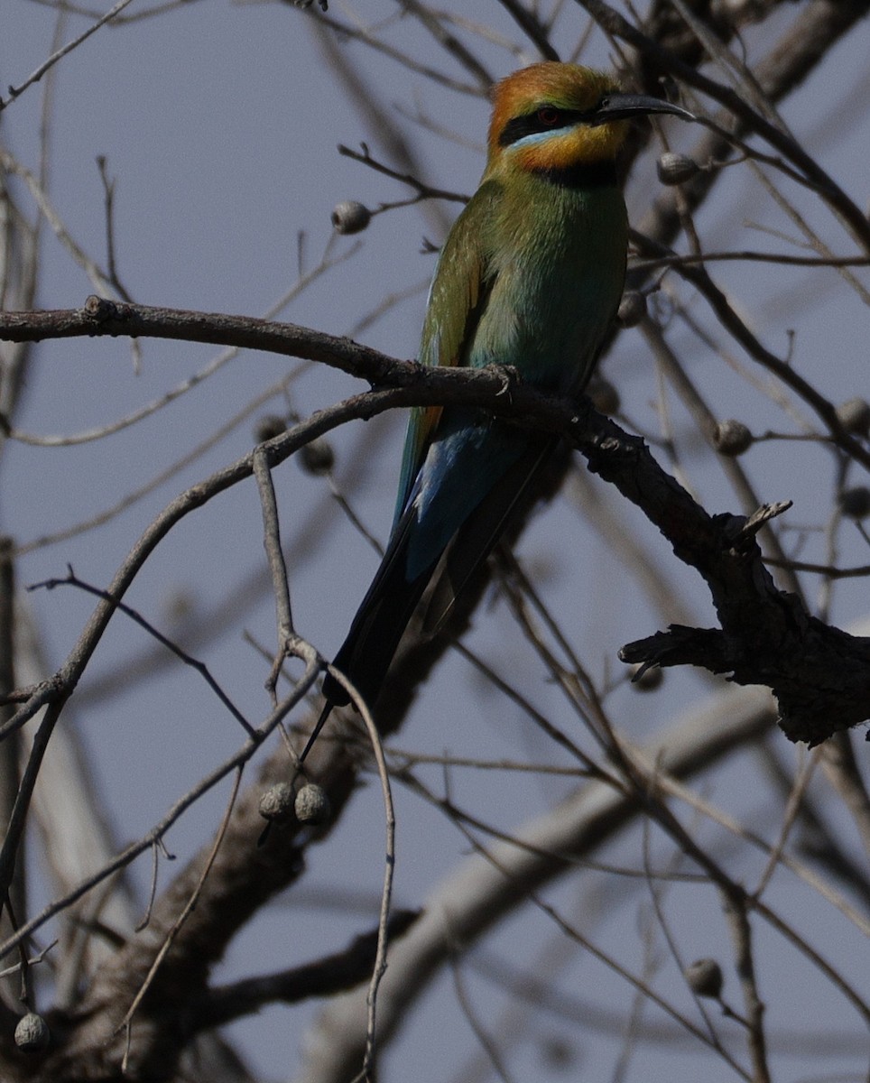 Rainbow Bee-eater - ML645762935