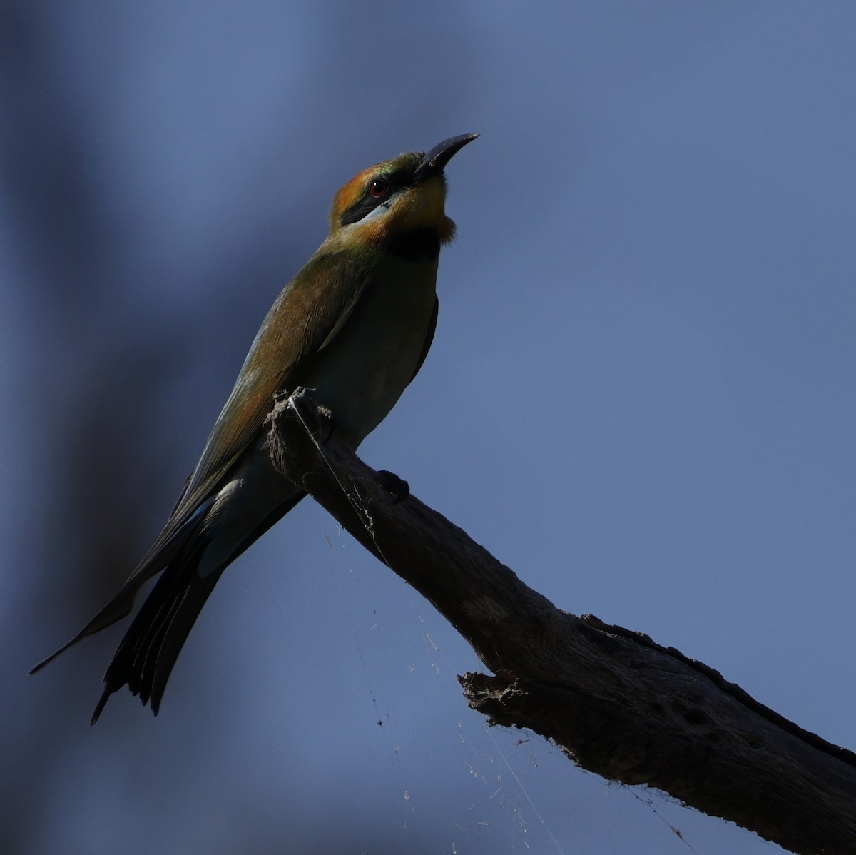 Rainbow Bee-eater - ML645762936