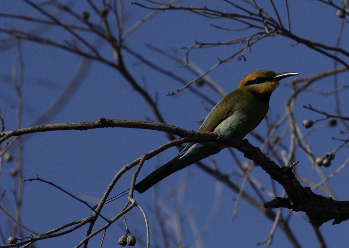 Rainbow Bee-eater - ML645762937