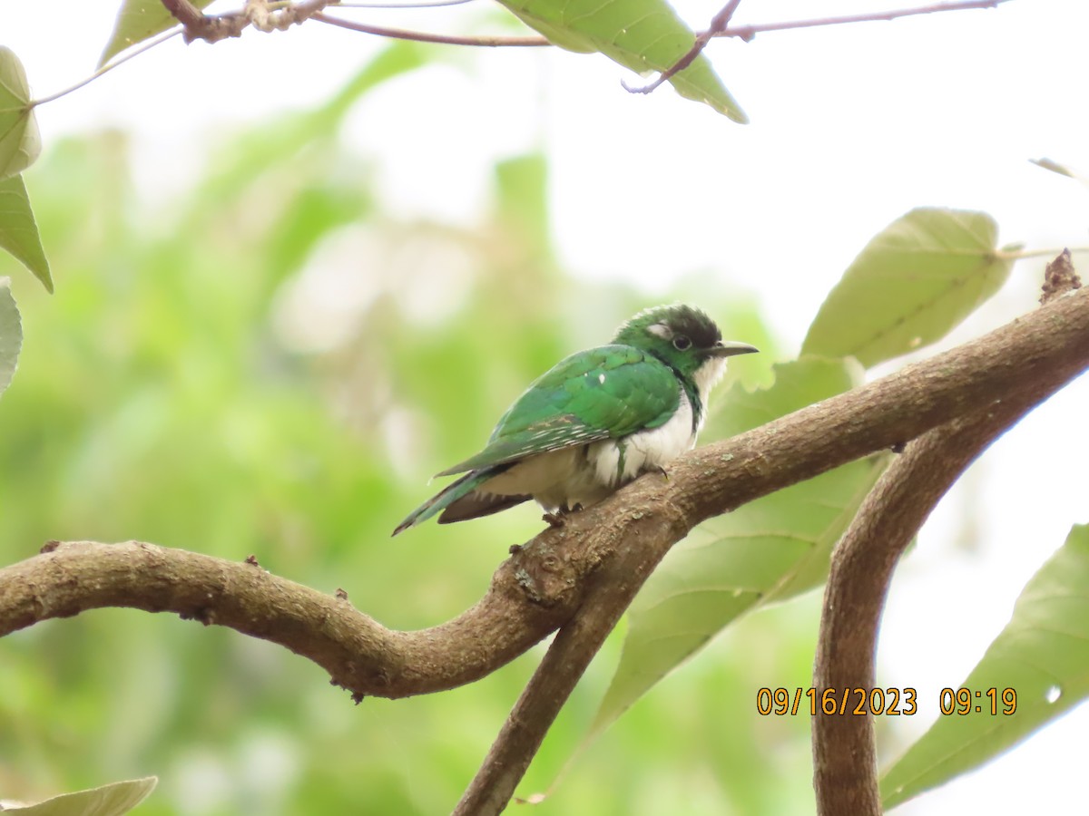 シロハラミドリカッコウ - ML645762945