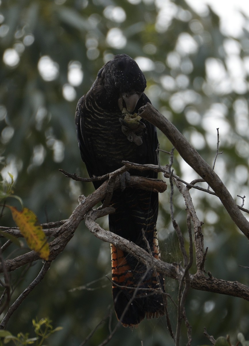 Red-tailed Black-Cockatoo - ML645762947