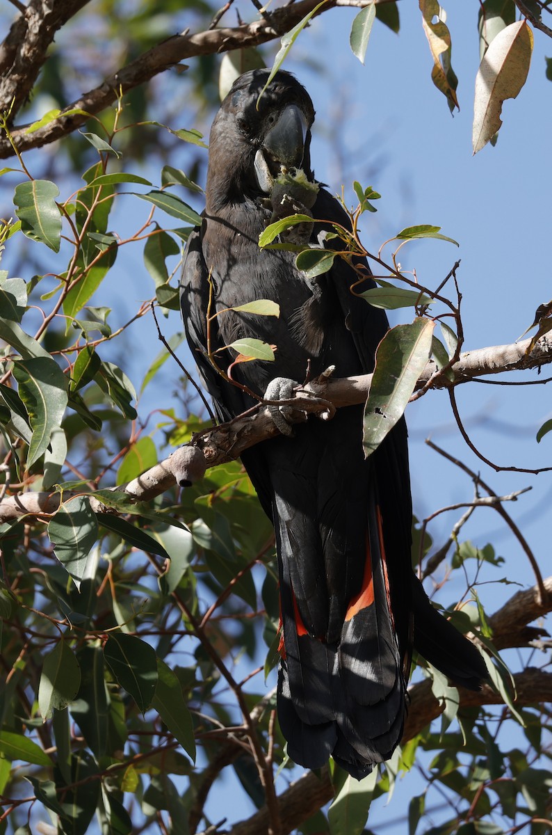 Red-tailed Black-Cockatoo - ML645762948