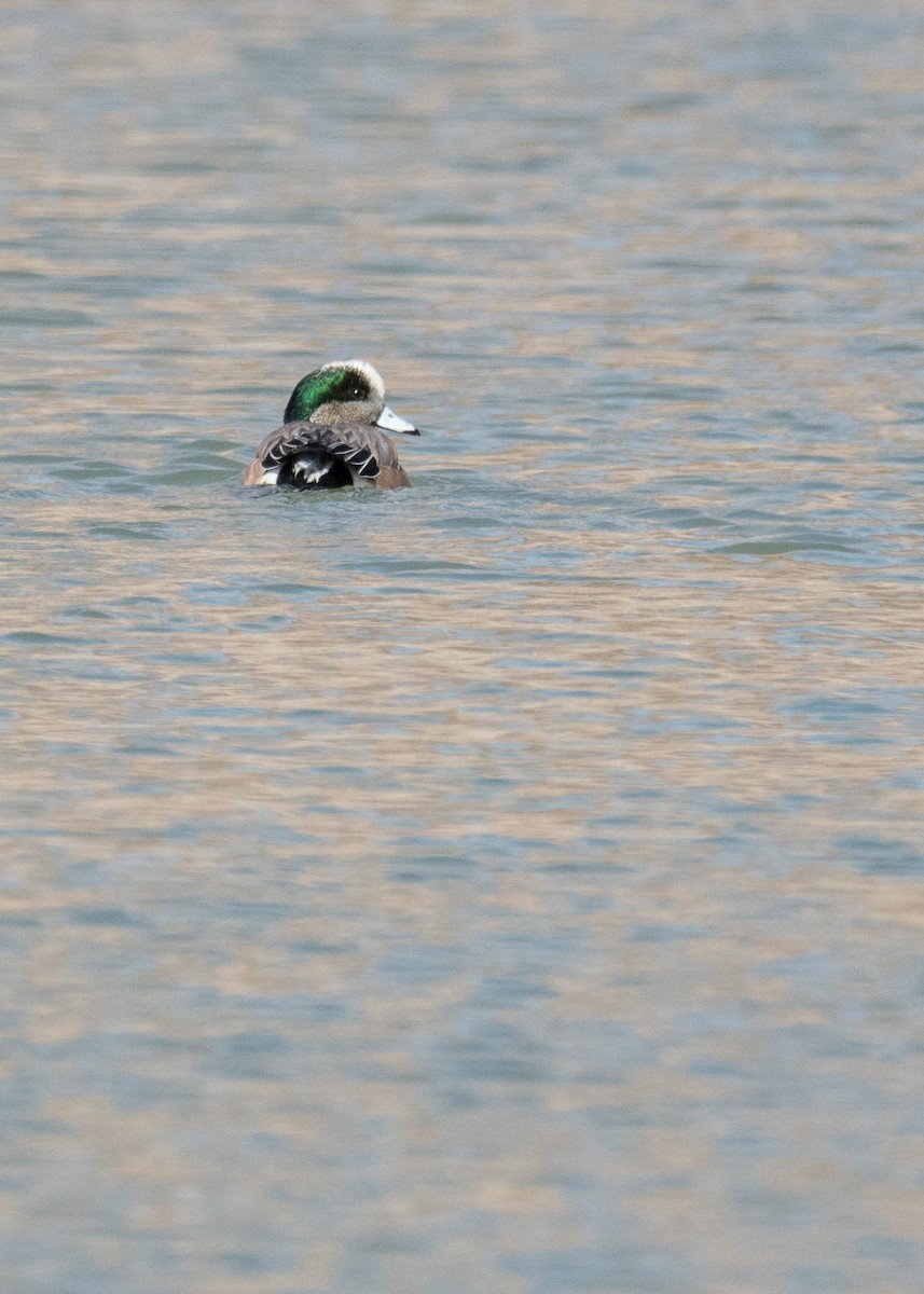 Свищ американський - ML645762951