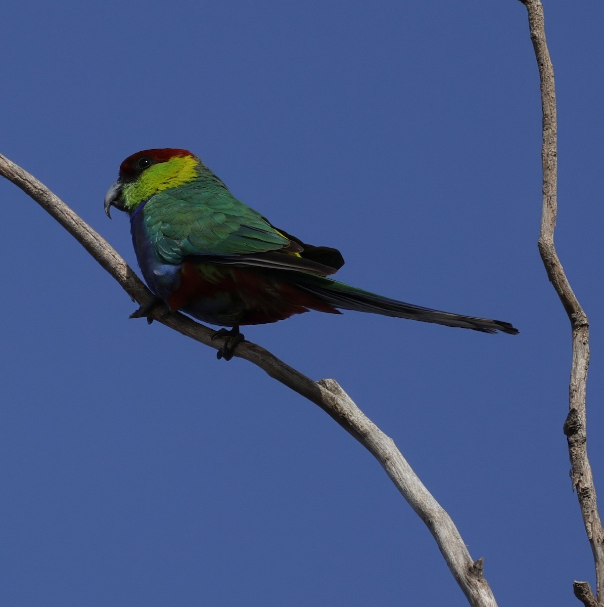 Red-capped Parrot - ML645762952