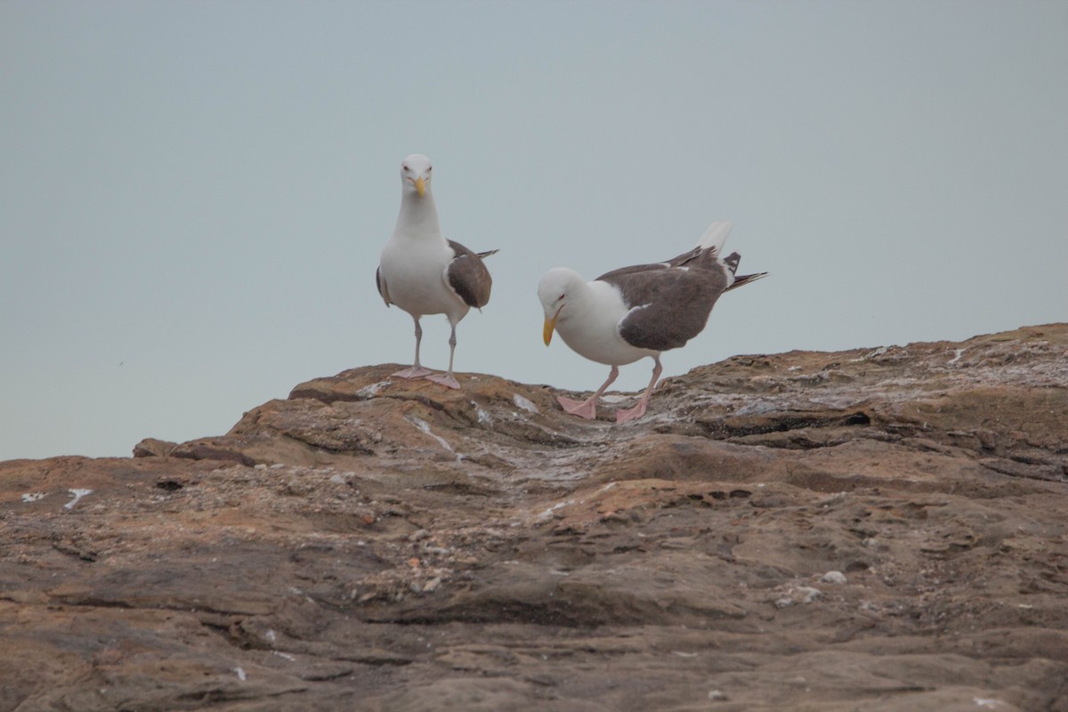 Gavión Atlántico - ML645762961