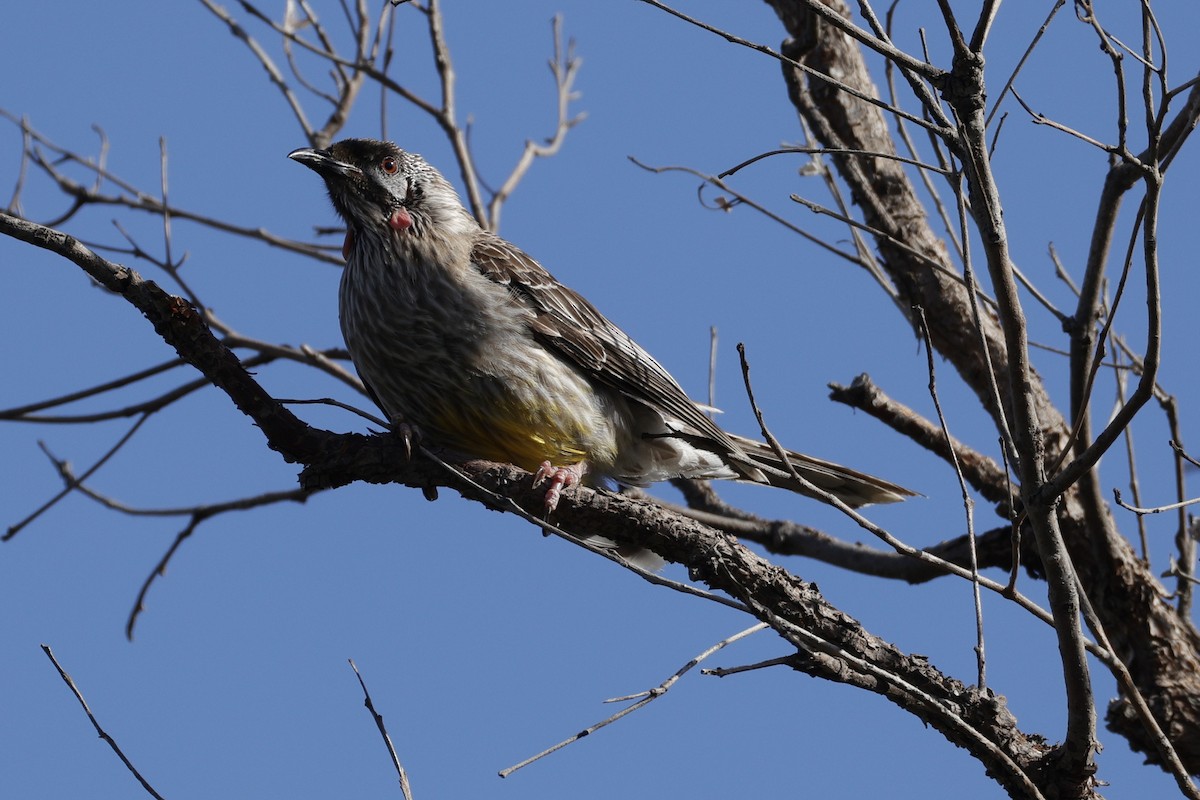 Red Wattlebird - ML645762964