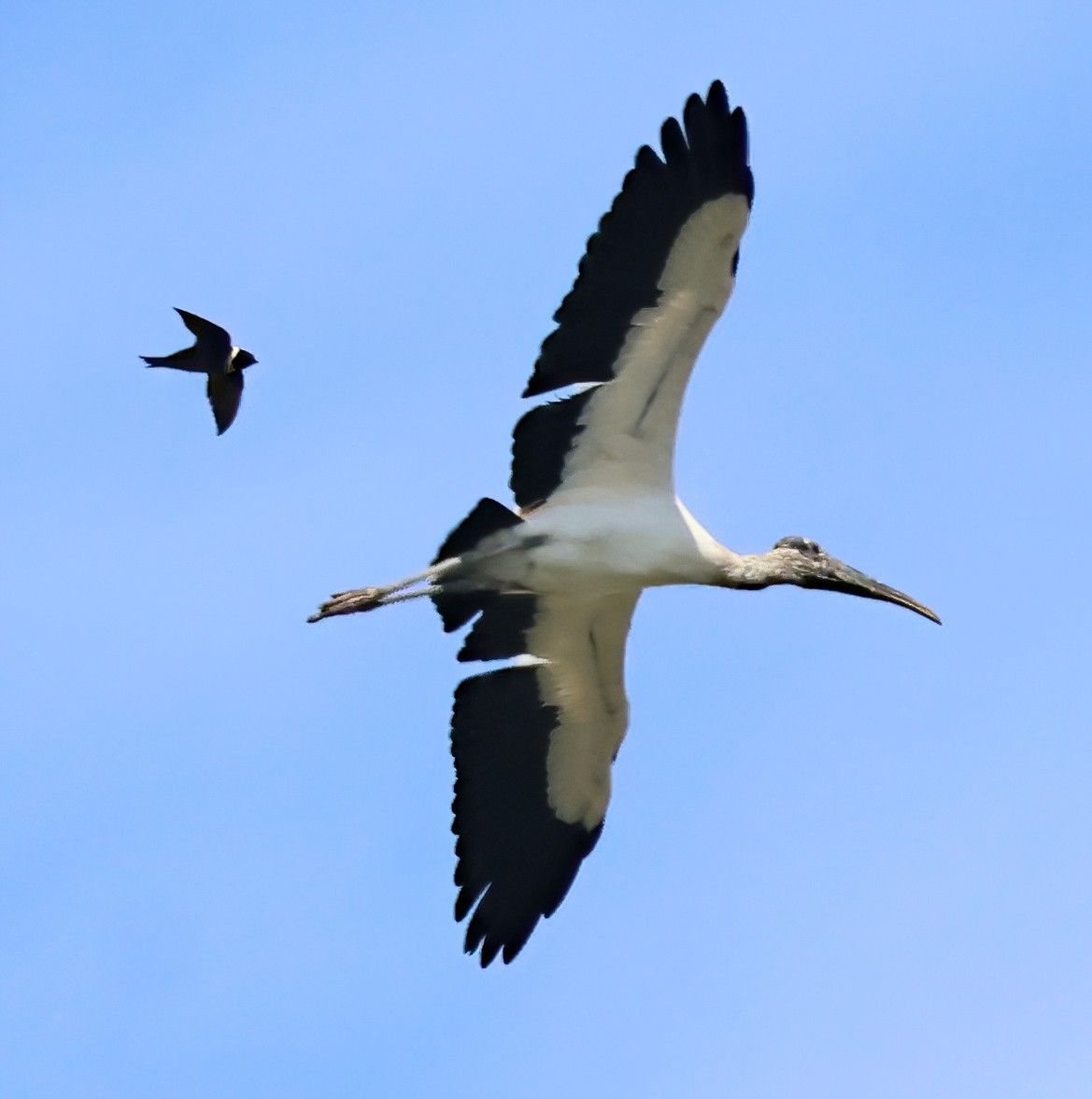 Wood Stork - ML645762979
