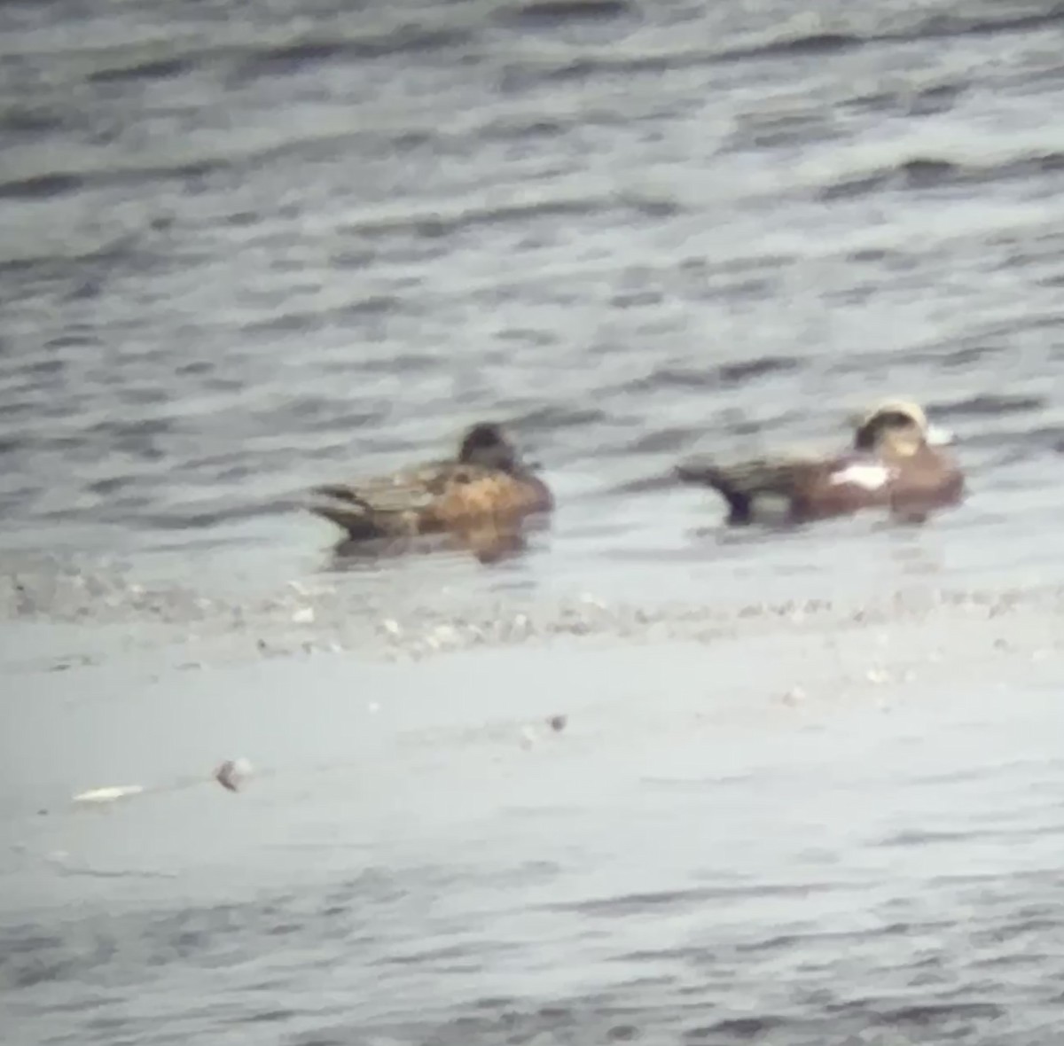 Свищ американський - ML645762981