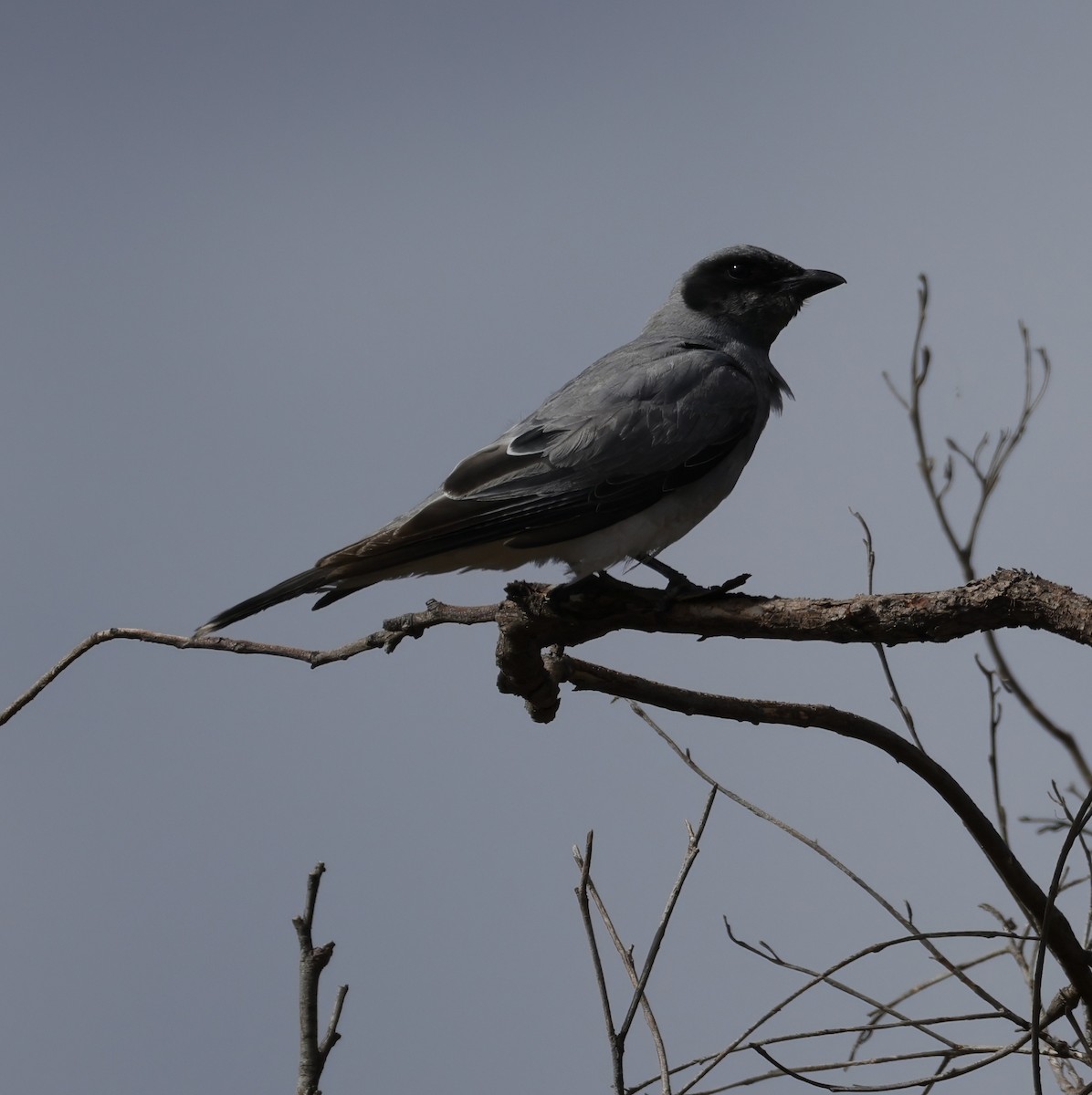 Black-faced Cuckooshrike - ML645762984