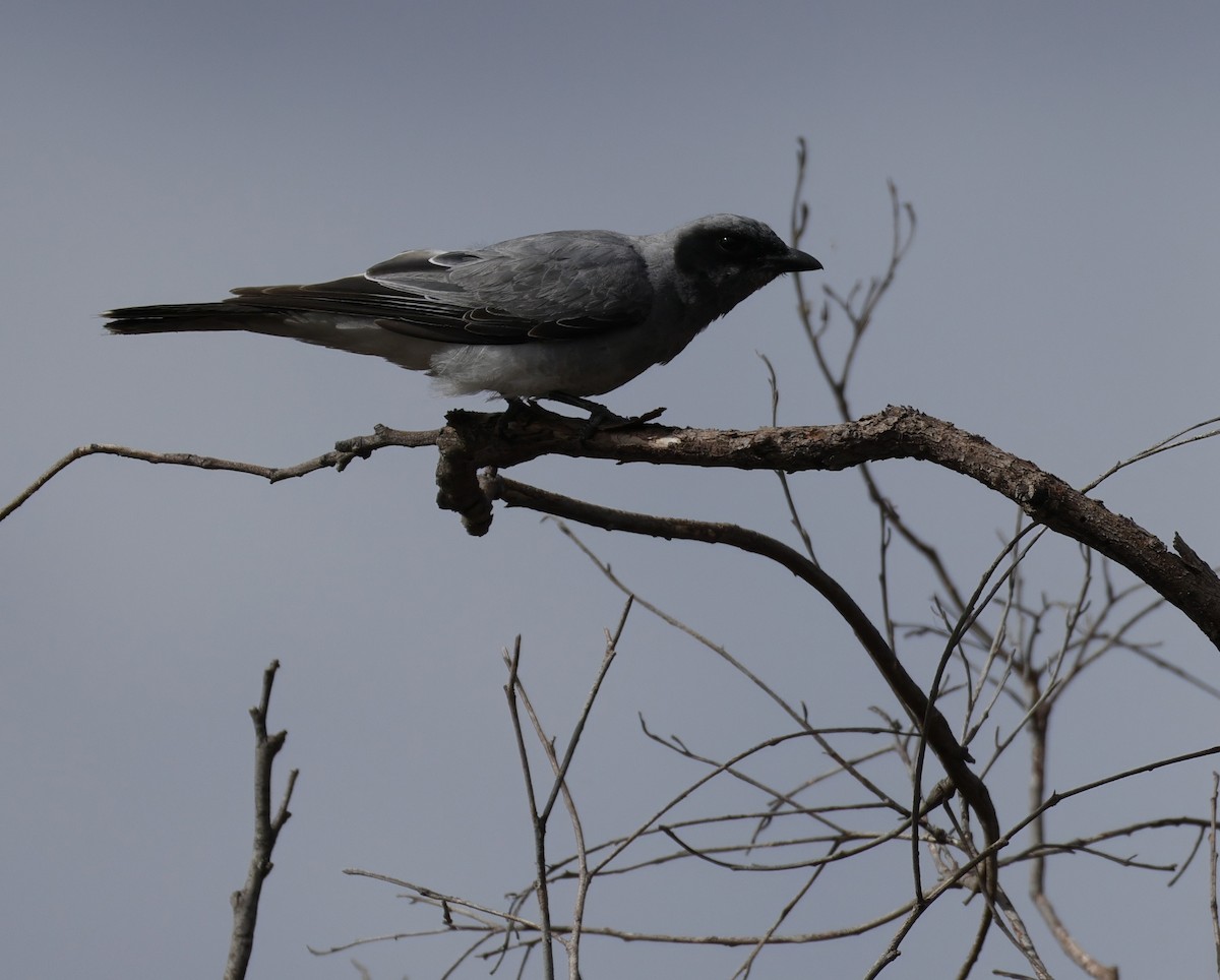 Black-faced Cuckooshrike - ML645762985