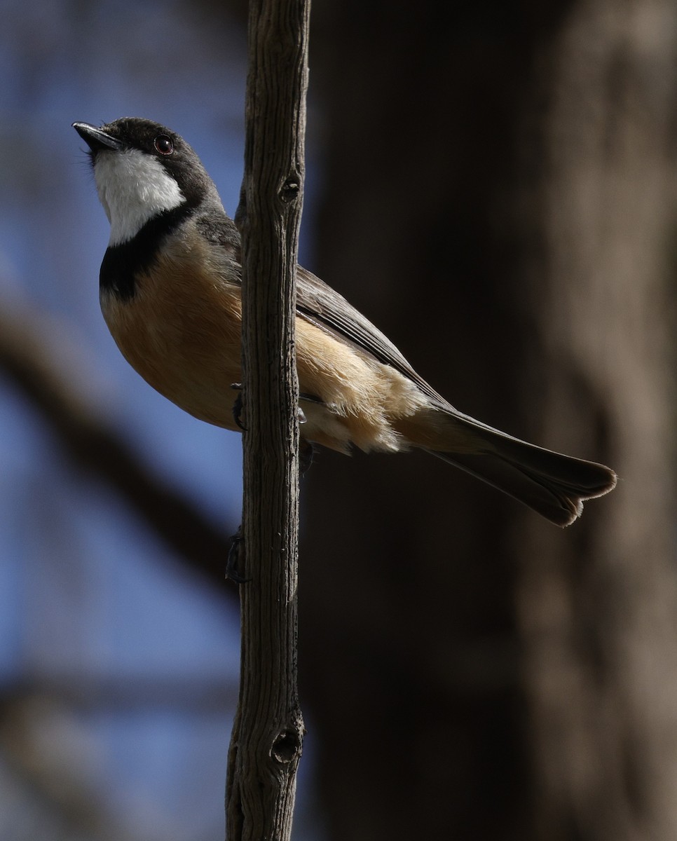 Rufous Whistler - ML645763003