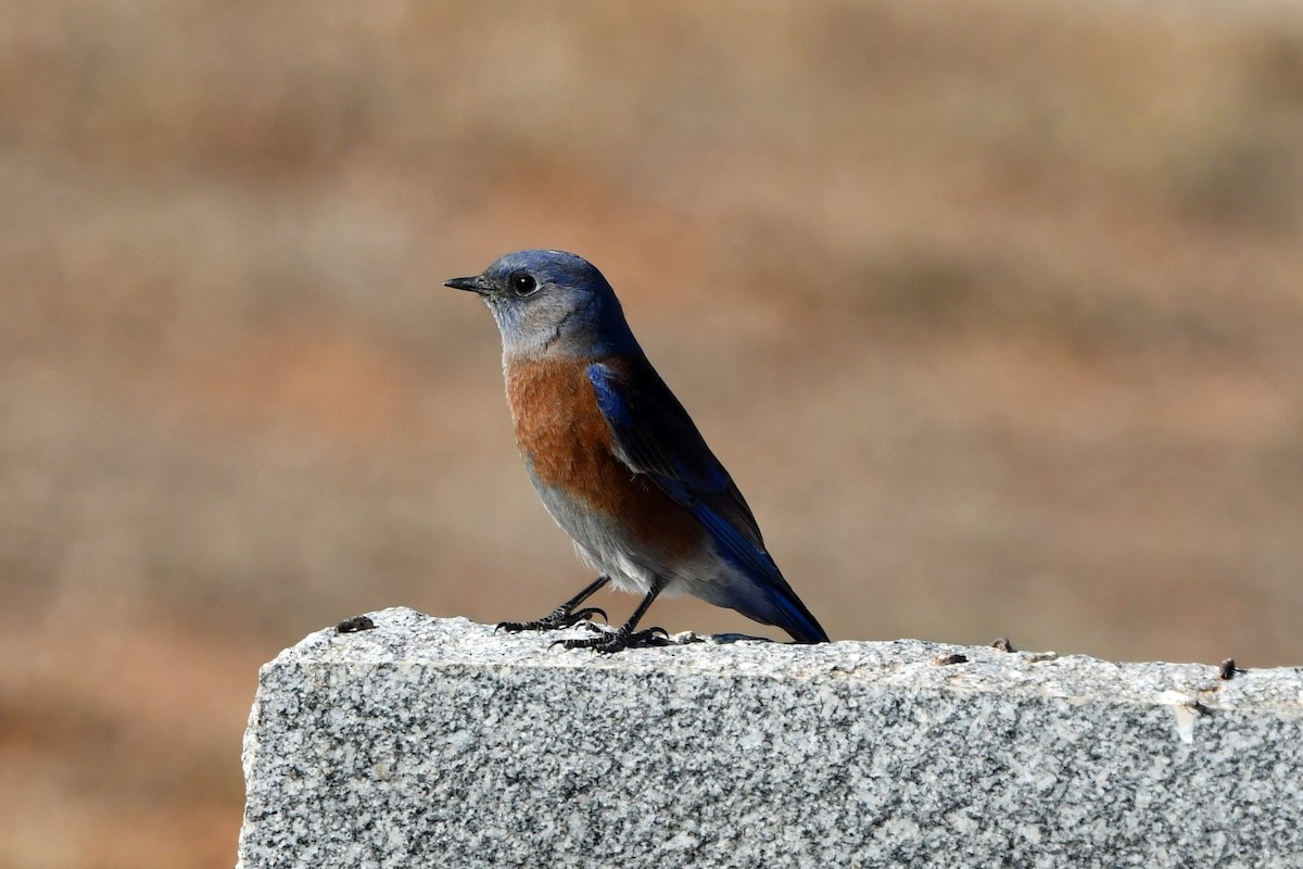 Western Bluebird - ML645763005