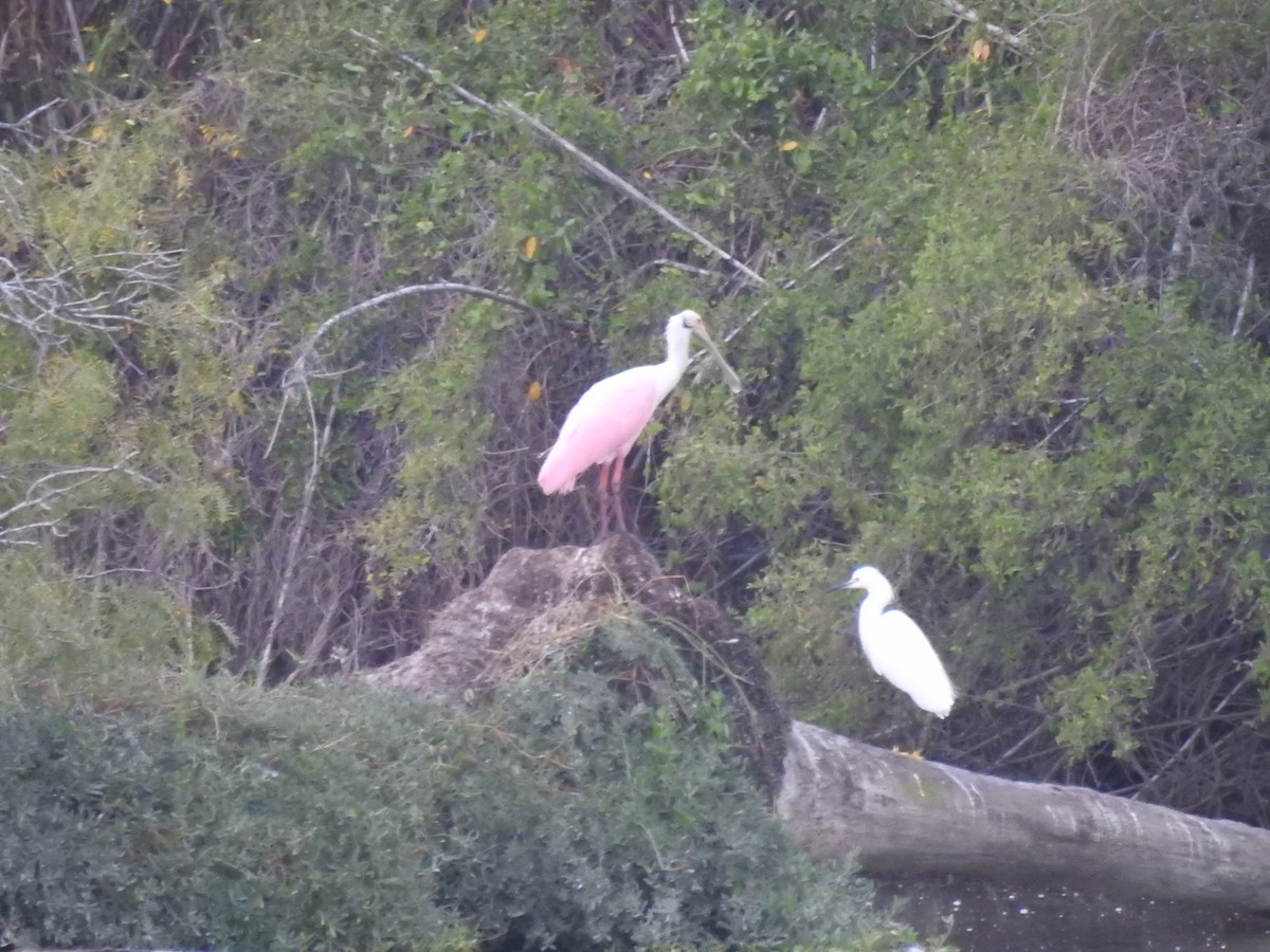 Roseate Spoonbill - ML645763006