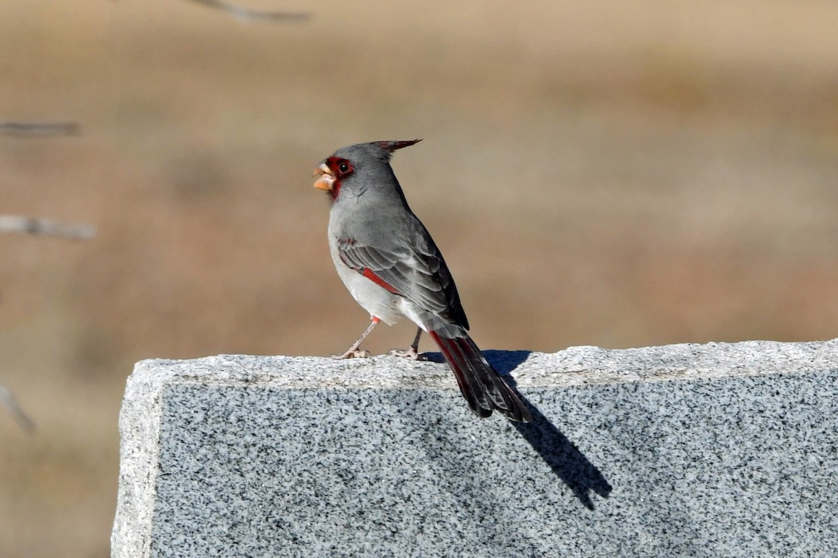 Pyrrhuloxia - ML645763010