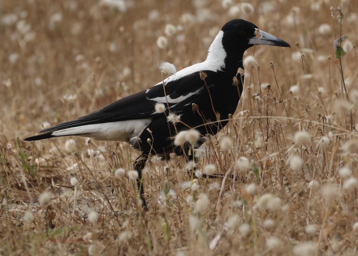 Australian Magpie - ML645763015