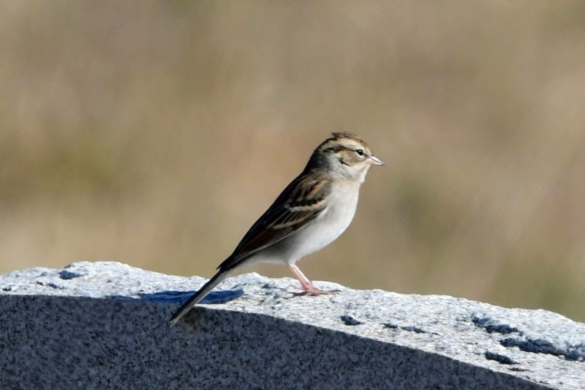 Chipping Sparrow - ML645763016
