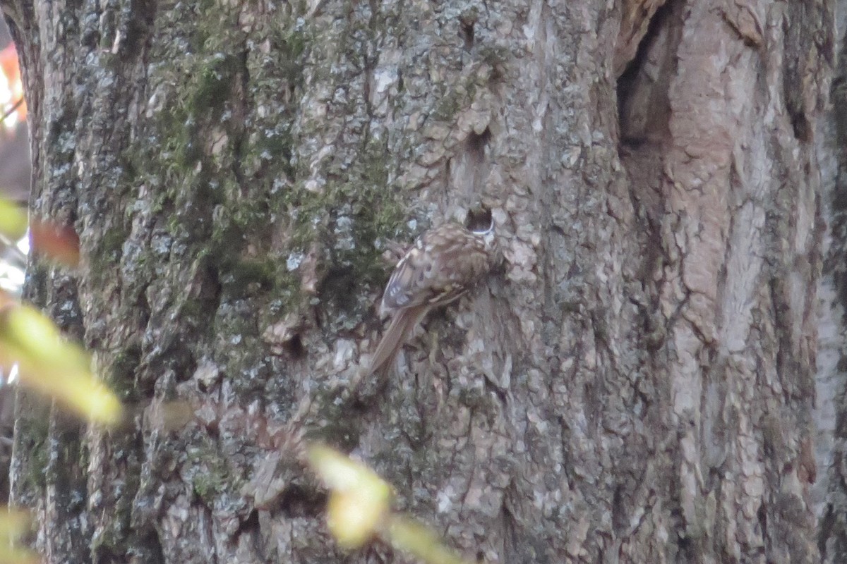 trekryper - ML645763017