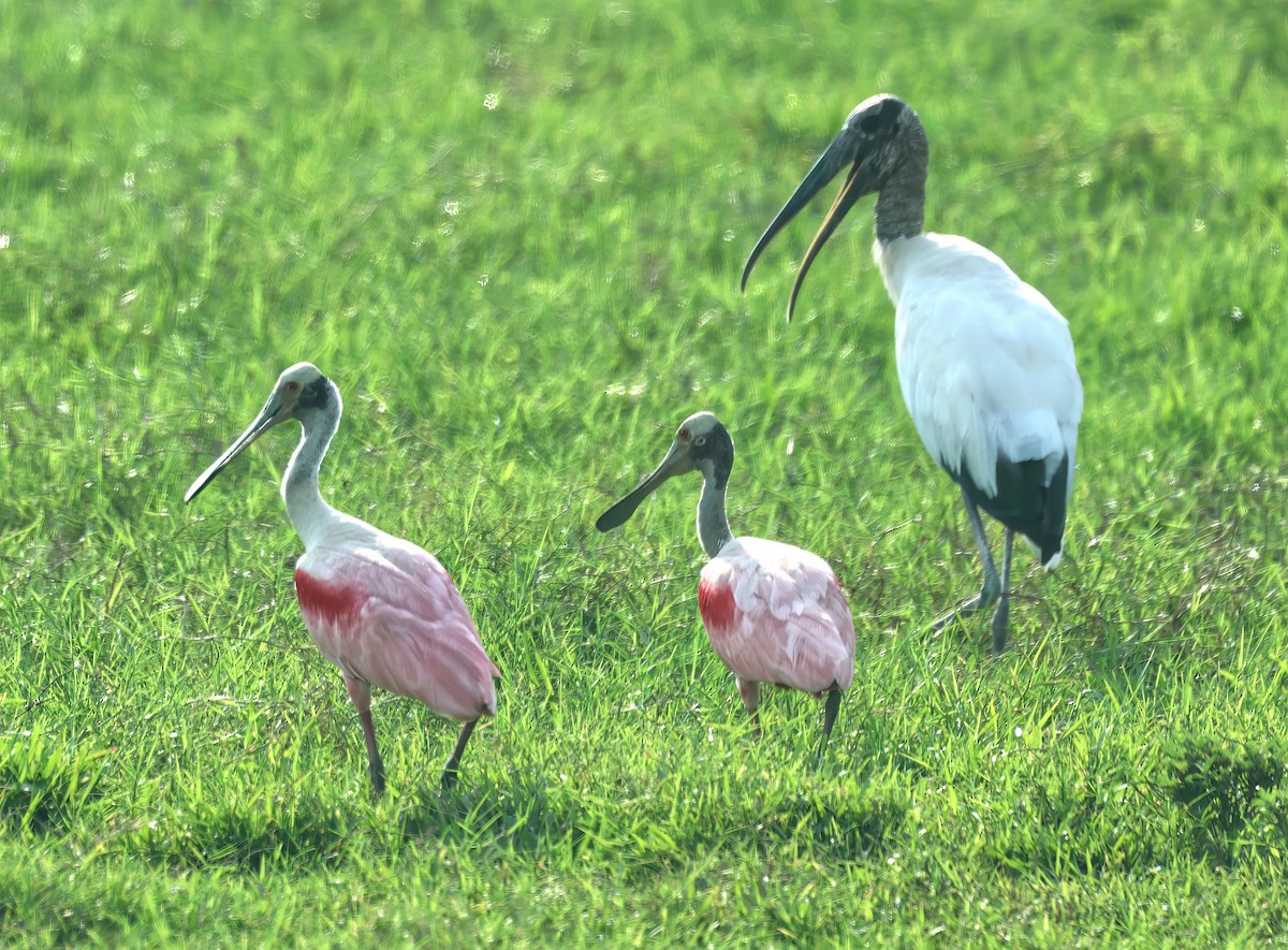Roseate Spoonbill - ML645763019