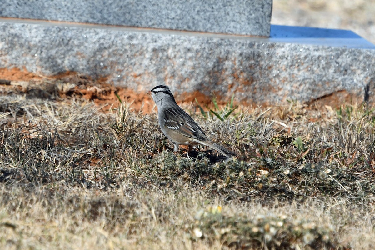 White-crowned Sparrow - ML645763020