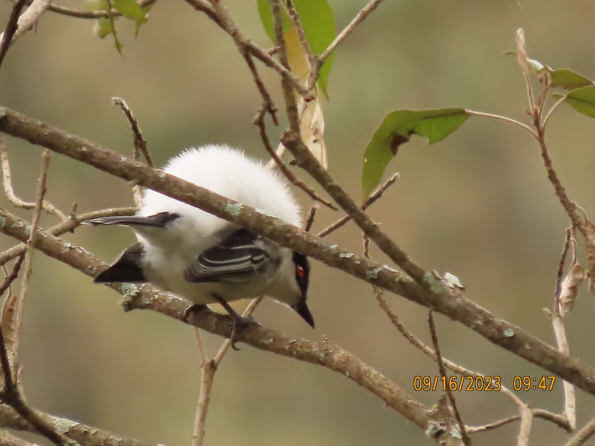 セグロフクレヤブモズ - ML645763024