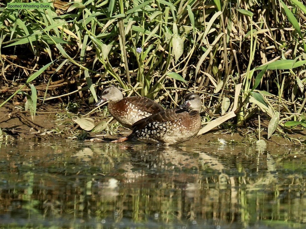 husička tečkovaná - ML645763031