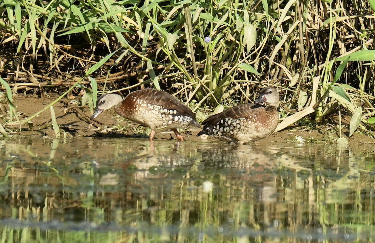 husička tečkovaná - ML645763032