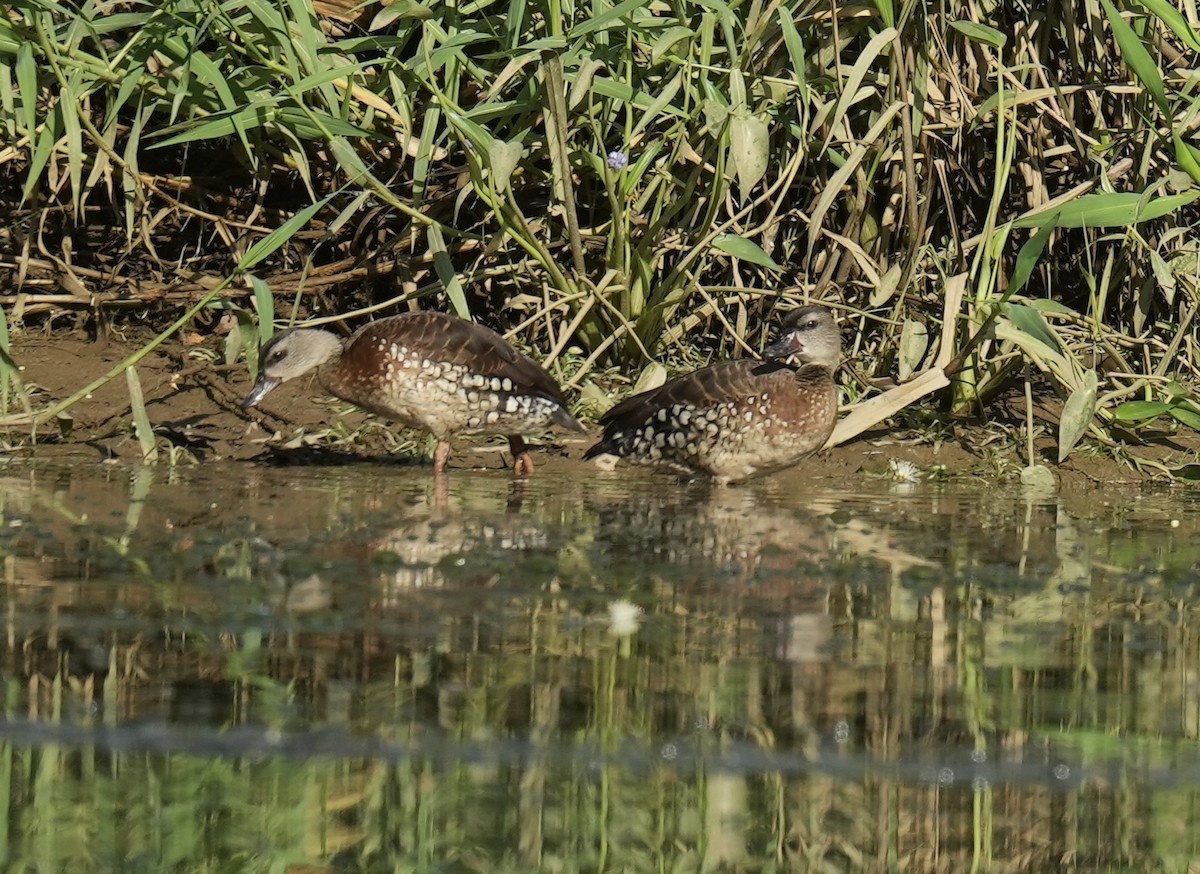 husička tečkovaná - ML645763033