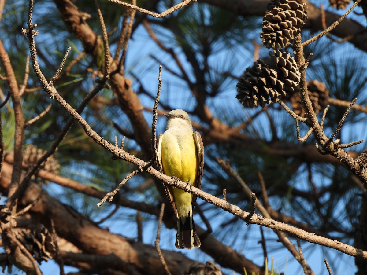 Western Kingbird - ML645763034