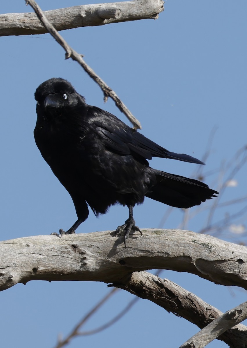 Australian Raven - ML645763035