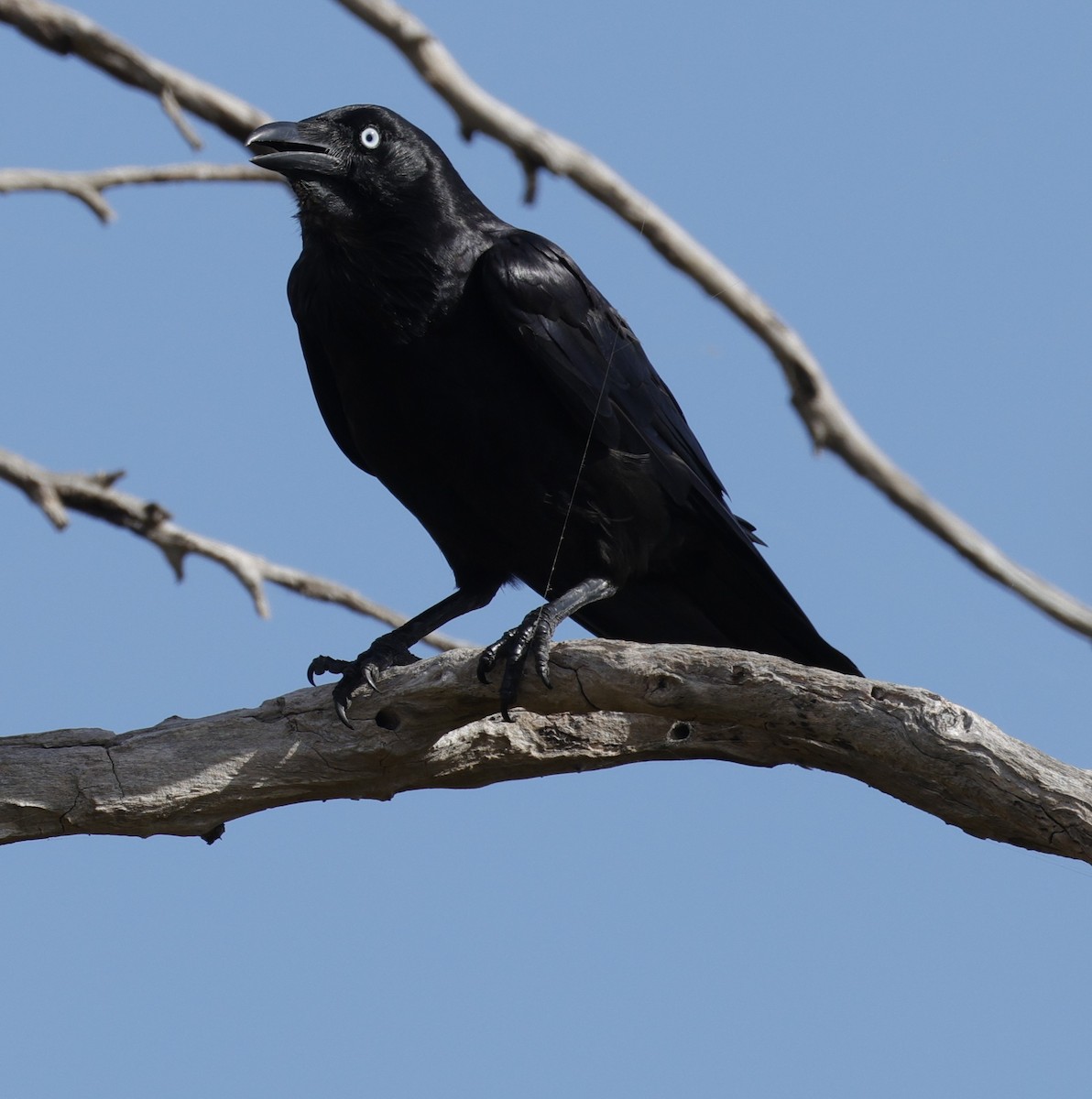 Australian Raven - ML645763036