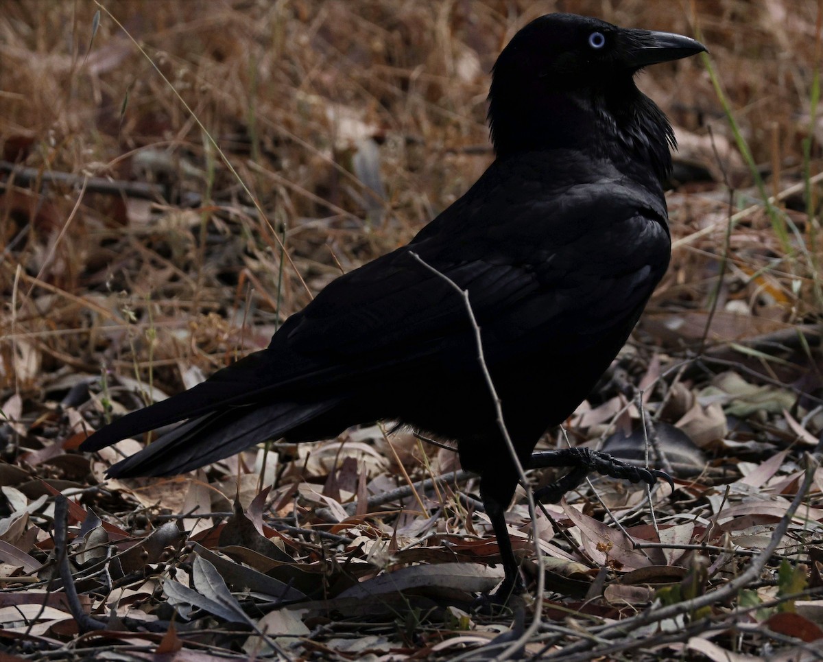 Australian Raven - ML645763037
