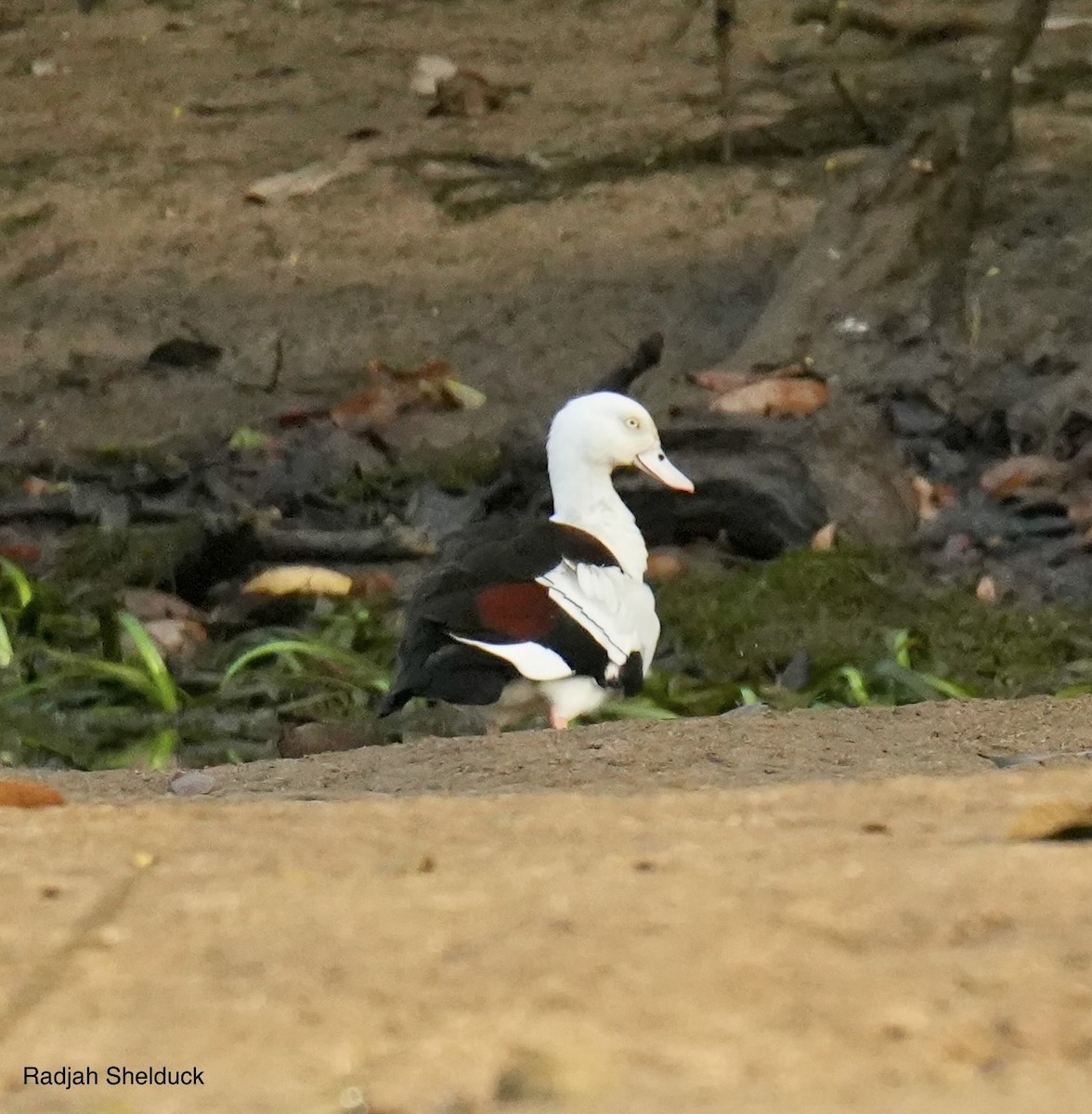 husice bělohlavá - ML645763041