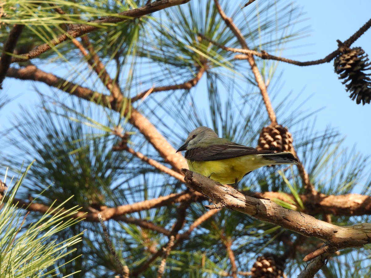 Western Kingbird - ML645763042