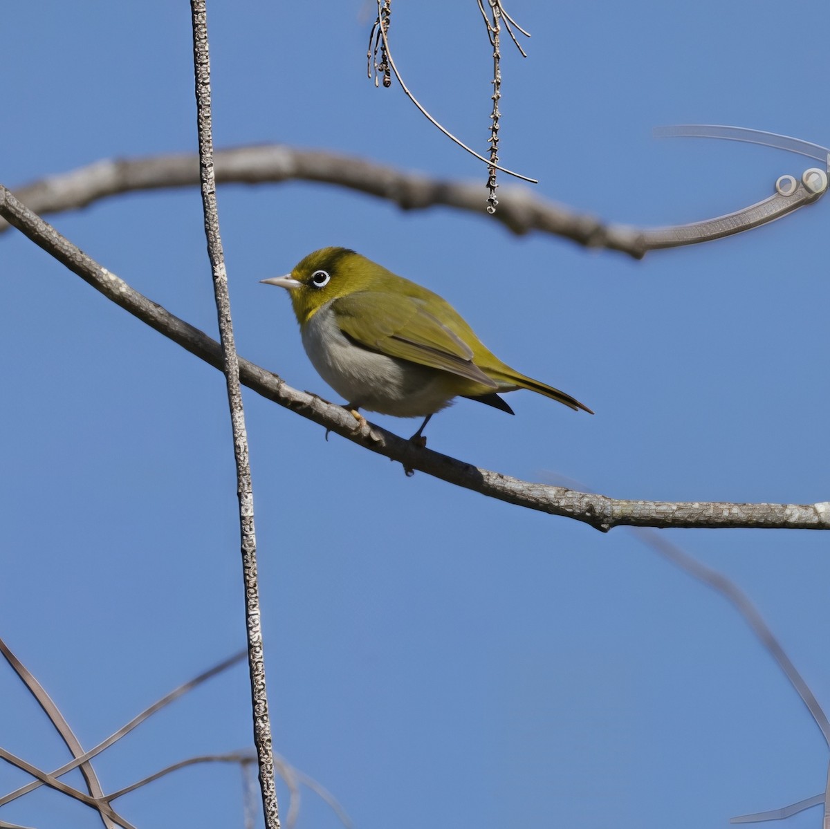 Silvereye - ML645763045