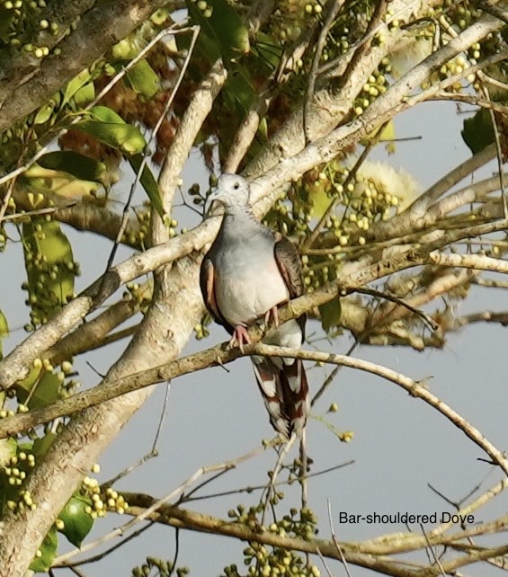 holoubek bronzovohřbetý - ML645763054