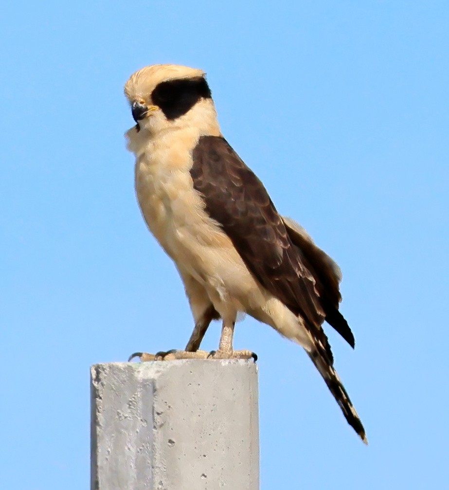 Laughing Falcon - ML645763055