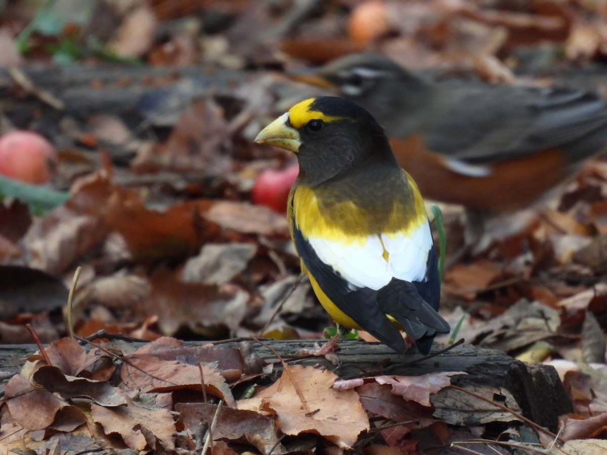 Evening Grosbeak (Eastern or type 3) - ML645763056