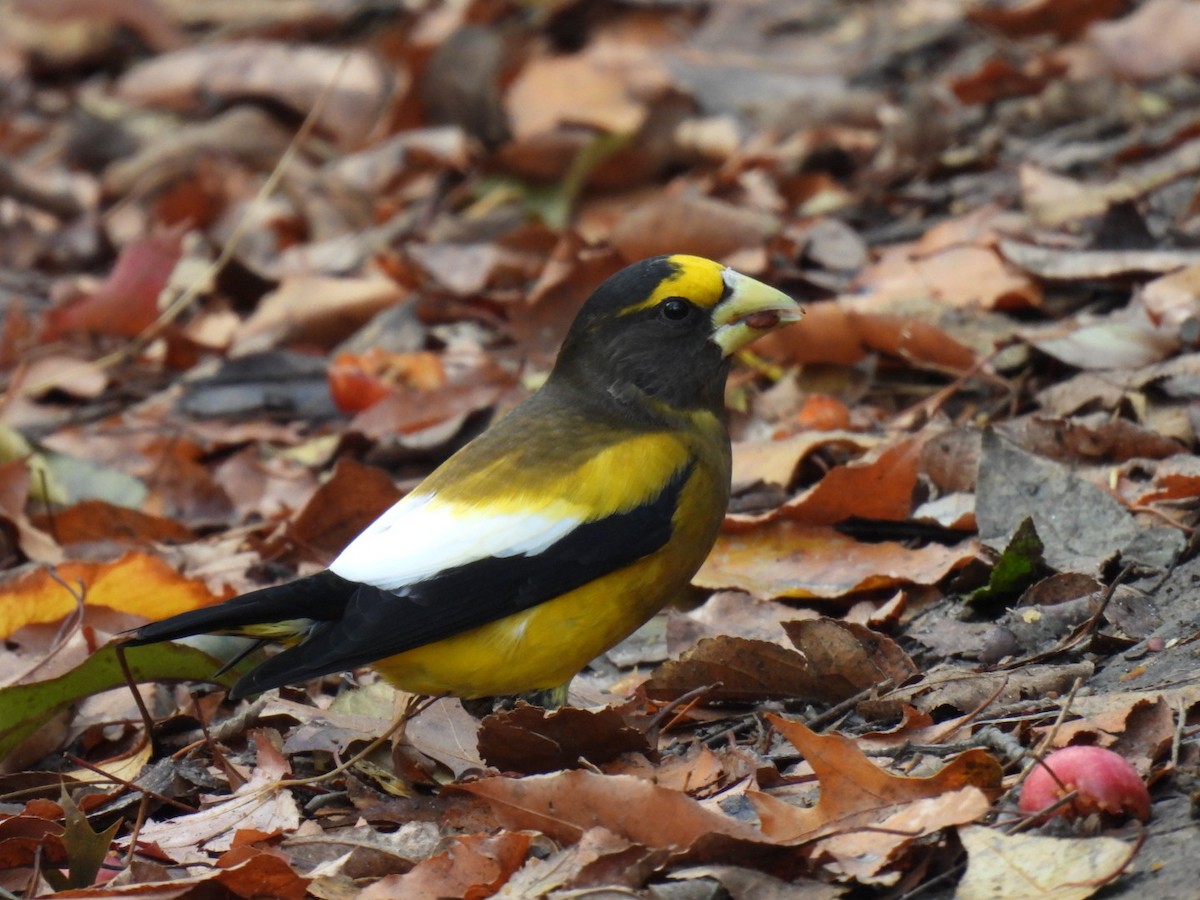 Evening Grosbeak (Eastern or type 3) - ML645763057