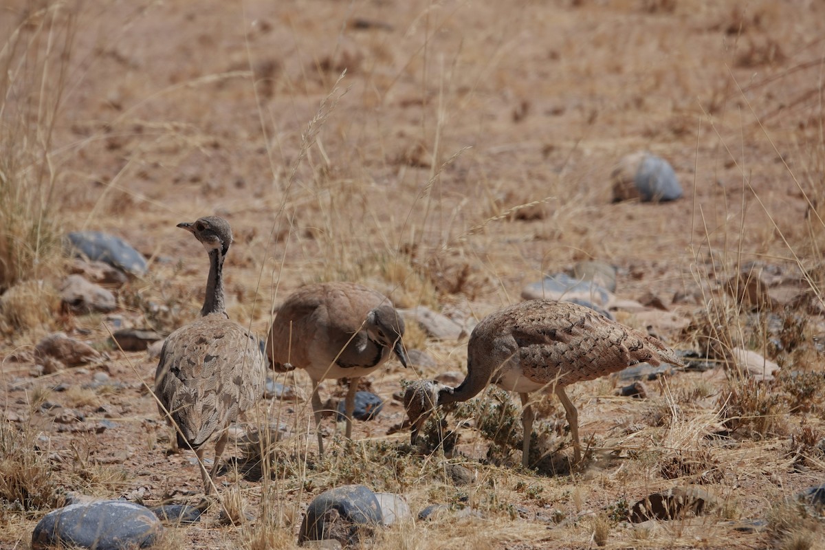 Rüppell's Bustard - ML645763063