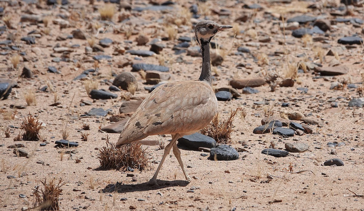 Rüppell's Bustard - ML645763064
