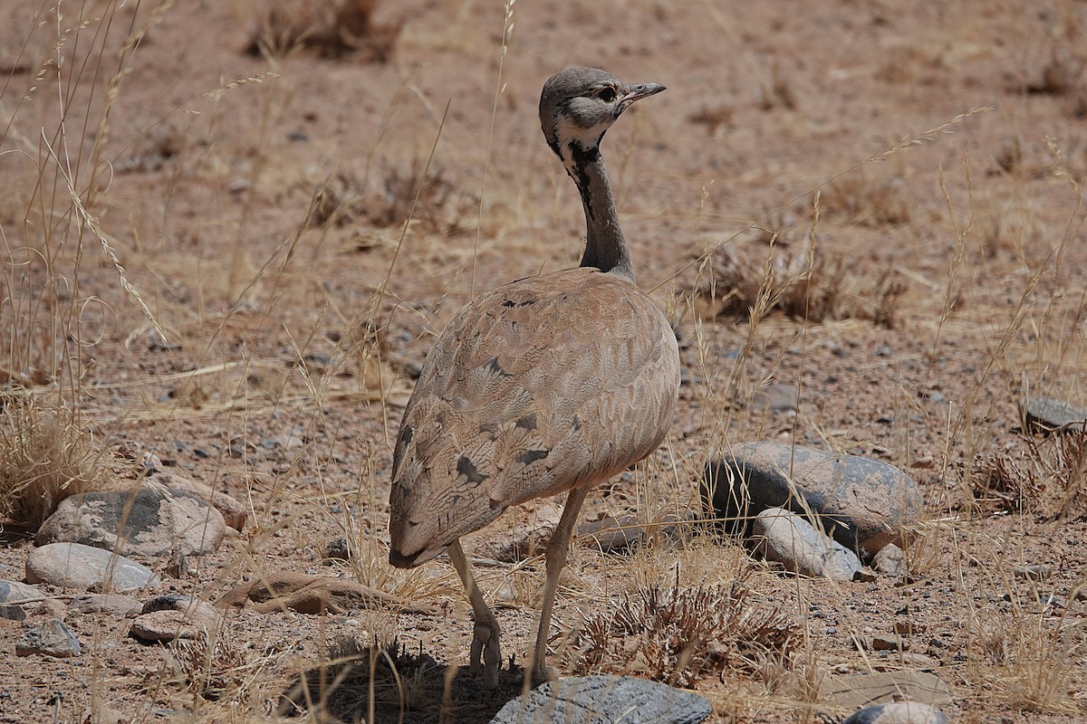 Rüppell's Bustard - ML645763065