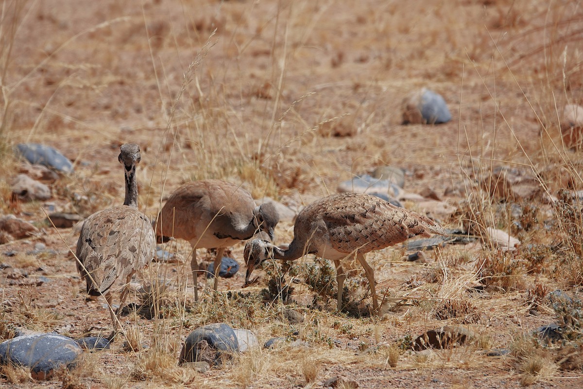 Rüppell's Bustard - ML645763067