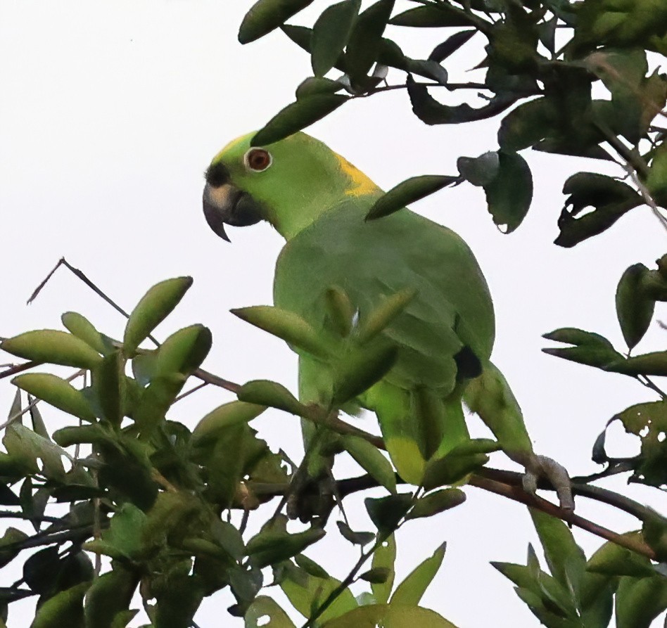 Yellow-naped Amazon - ML645763068