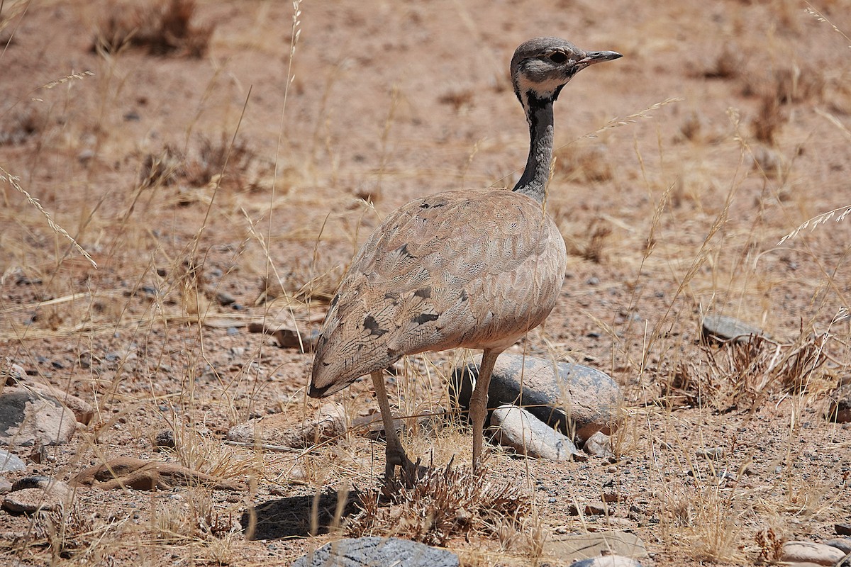 Rüppell's Bustard - ML645763069