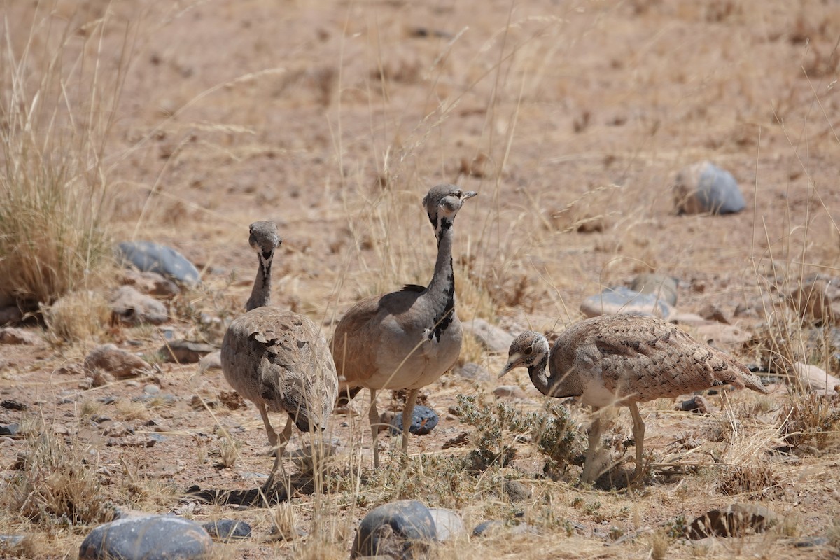 Rüppell's Bustard - ML645763070