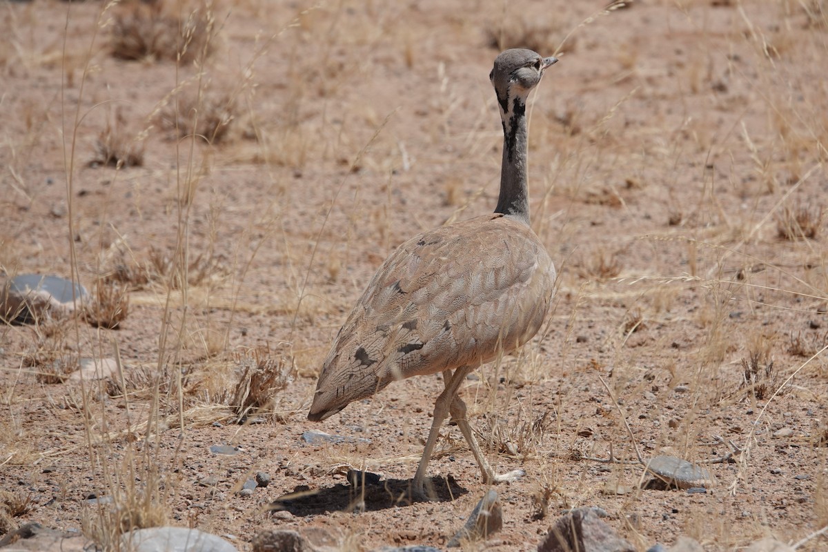 Rüppell's Bustard - ML645763071